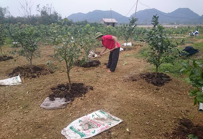 Hội Nông dân Lệ Thủy: Gắn sản xuất kinh doanh giỏi với xây dựng nông thôn mới, đô thị văn minh