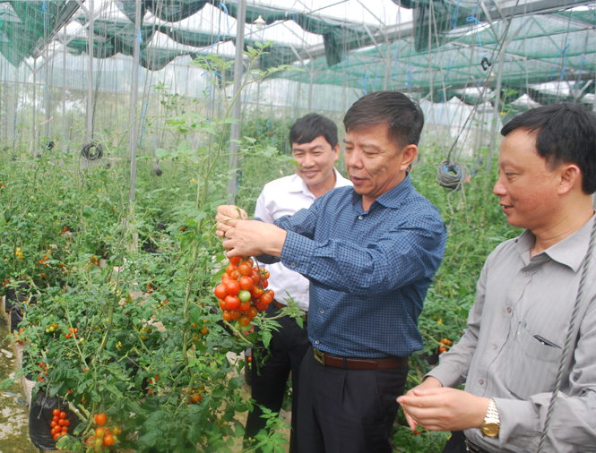 Đồng chí Chủ tịch UBND tỉnh thăm các mô hình sản xuất nông nghiệp tiêu biểu