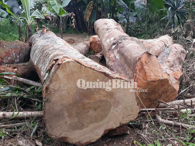 Xử lý 130 vụ vi phạm lâm luật