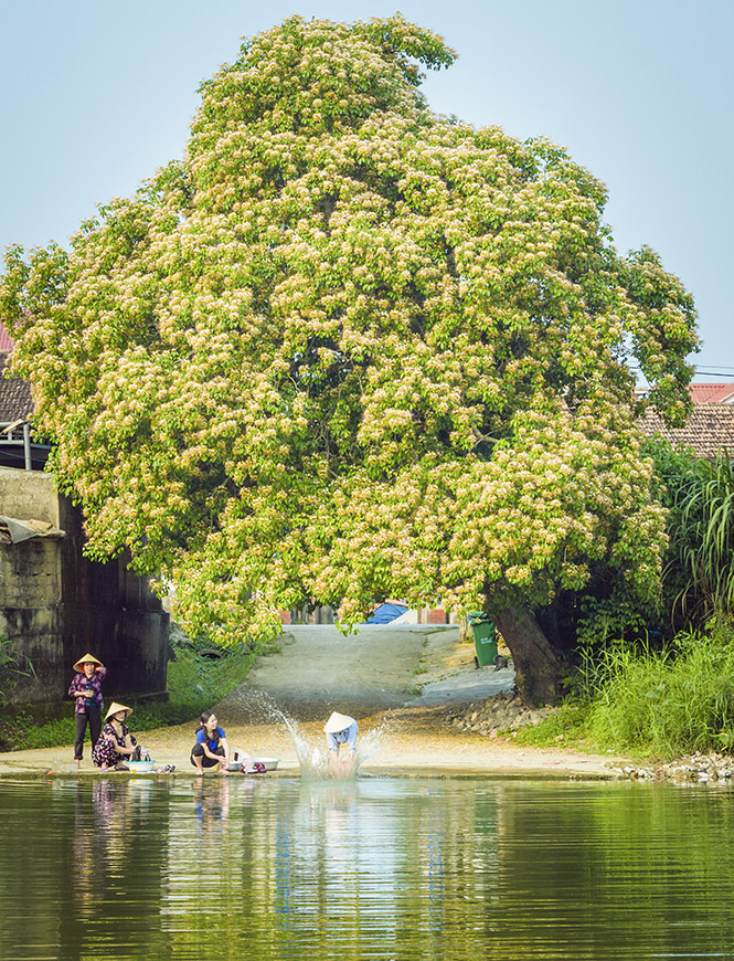 Mùa hoa bún trên sông