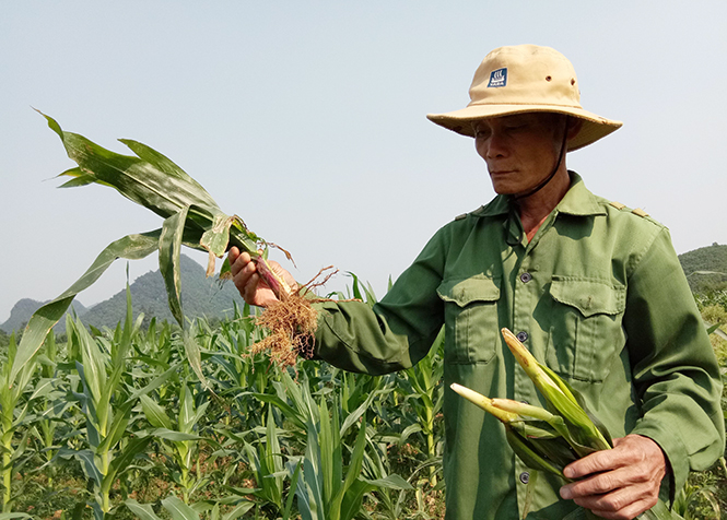 Minh Hóa:  Xuất hiện bệnh lạ trên cây ngô