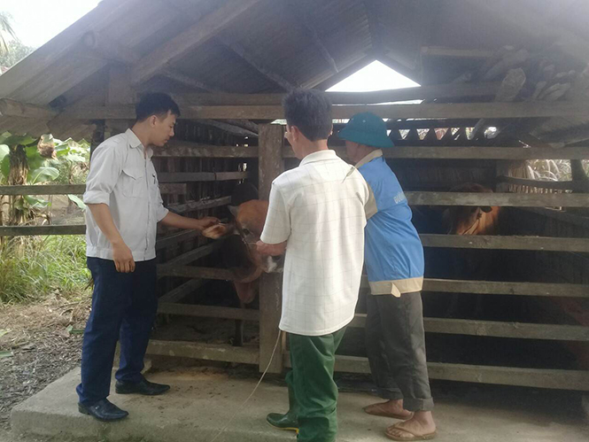 Minh Hóa: Chủ động tiêm phòng cho các loại vật nuôi