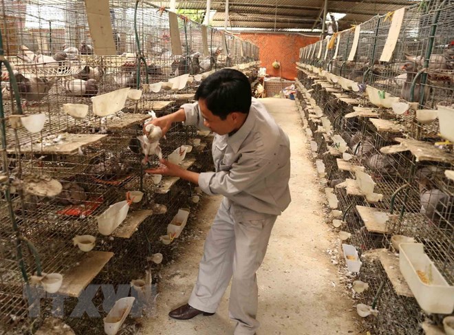 Thủ tướng phê duyệt đề án phát triển 15.000 hợp tác xã nông nghiệp