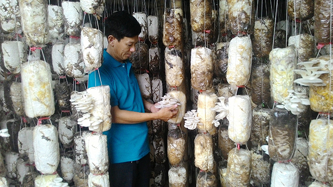 Toàn tỉnh có143 HTX nông nghiệp hoạt động hiệu quả