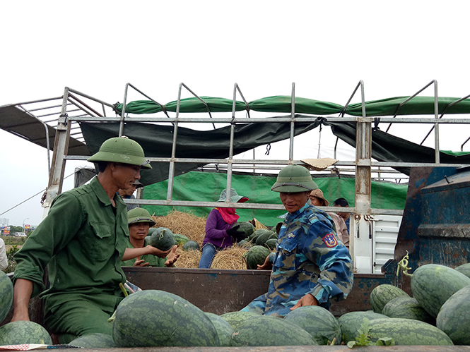 Nông dân Lý Trạch thu hoạch dưa hấu