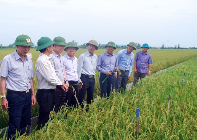 Đồng chí Chủ tịch UBND tỉnh kiểm tra tình hình sản xuất nông nghiệp tại huyện Bố Trạch