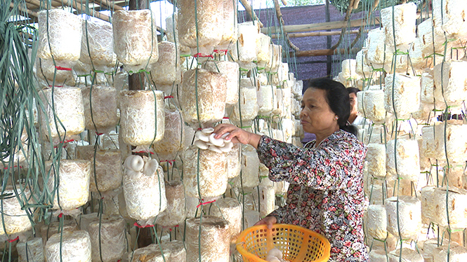 Trồng nấm lãi gần 200 triệu đồng/năm