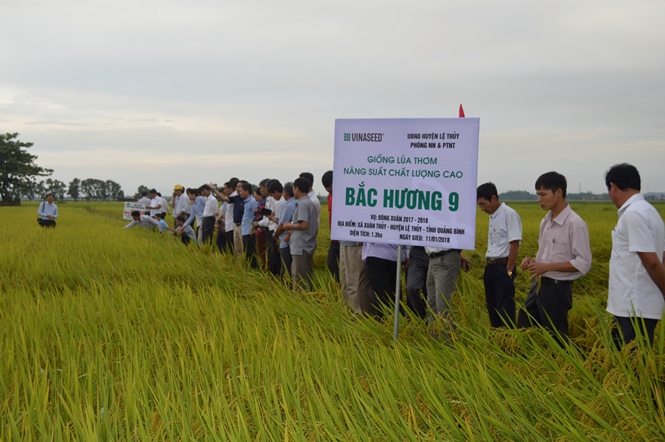 Đánh giá chất lượng giống lúa thuần Bắc Hương 9