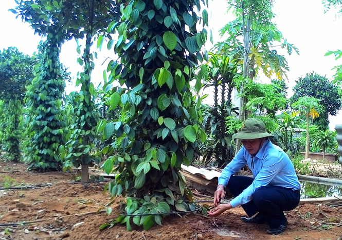 10/736 trang trại ứng dụng nông nghiệp công nghệ cao