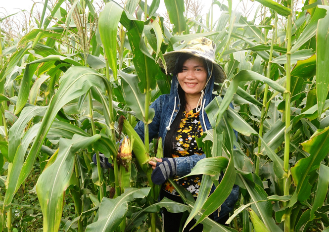 Xây dựng cánh đồng lớn với diện tích gần 7.700ha