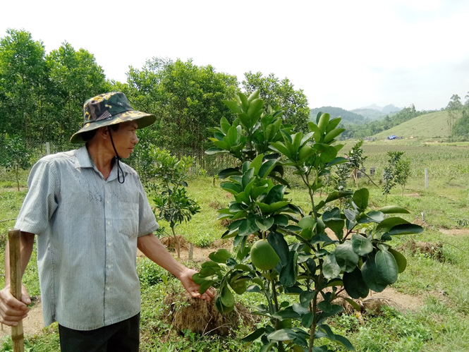 Minh Hóa: Chủ động chuyển đổi cơ cấu cây trồng, vật nuôi
