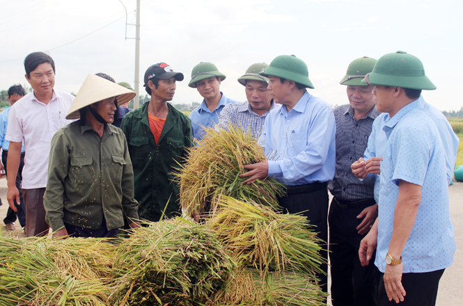 Đồng chí Bí thư Tỉnh uỷ kiểm tra tình hình thu hoạch vụ đông-xuân tại Lệ Thuỷ