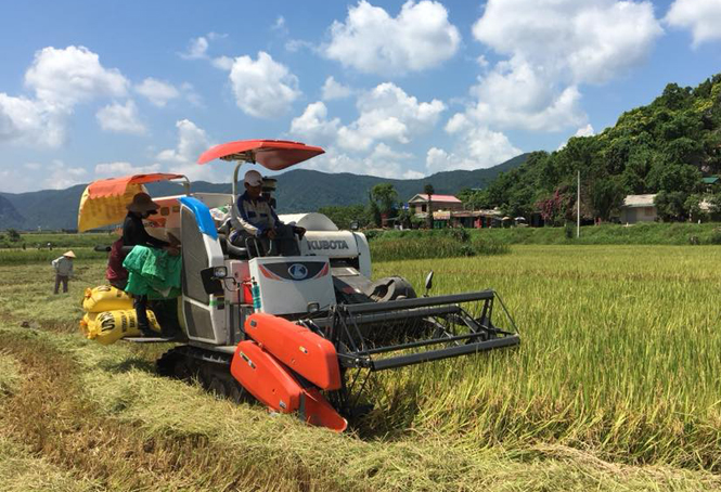 Tuyên Hóa: Tích cực thu hoạch lúa đông-xuân