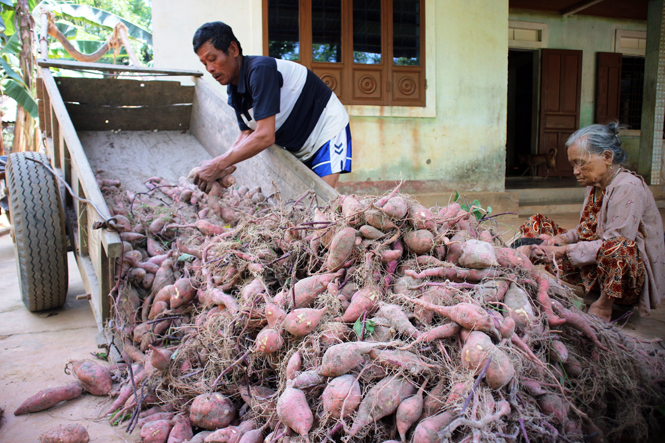 Tiềm năng cây khoai lang Hoàng Long trên đất chuyển đổi