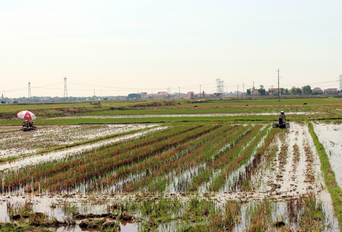 Thị xã Ba Đồn: Gieo sạ trên 1.700ha lúa hè-thu