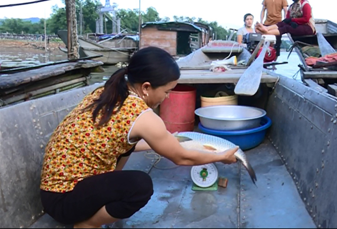 Thu nhập ổn định nhờ nuôi cá lồng trên sông Gianh
