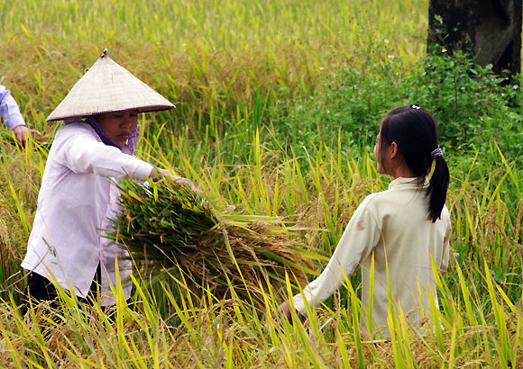 Mùa gặt