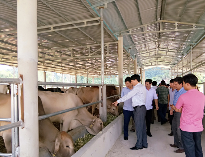 Minh Hóa: Phát triển 51 mô hình trang trại, gia trại