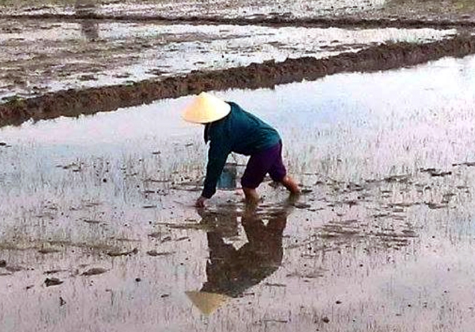 Xuất hiện sâu bệnh gây hại lúa hè-thu