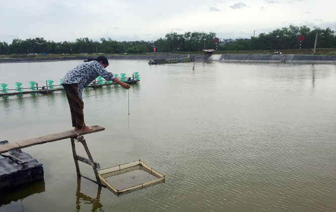 Làm giàu trên vùng đất khó