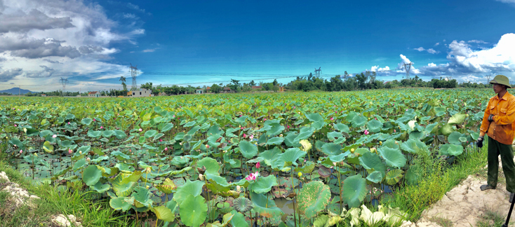 Trồng sen cho thu nhập cao
