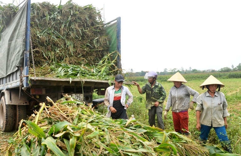 Toàn tỉnh có trên 1.000 hợp tác xã, tổ hợp tác phát huy hiệu quả