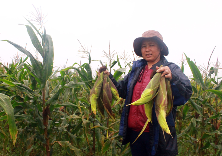Chuyển đổi trên 2.000ha đất lúa kém hiệu quả