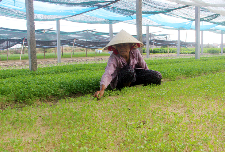Các xã đạt chuẩn nông thôn mới: Chật vật với tiêu chí tổ chức sản xuất