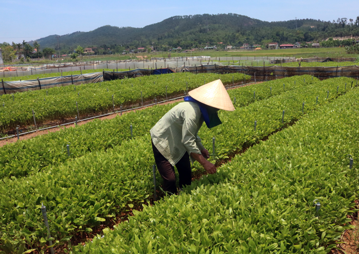 Quảng Trạch: Tập trung bảo vệ và phát triển rừng
