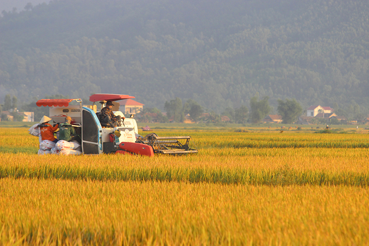 Hương lúa