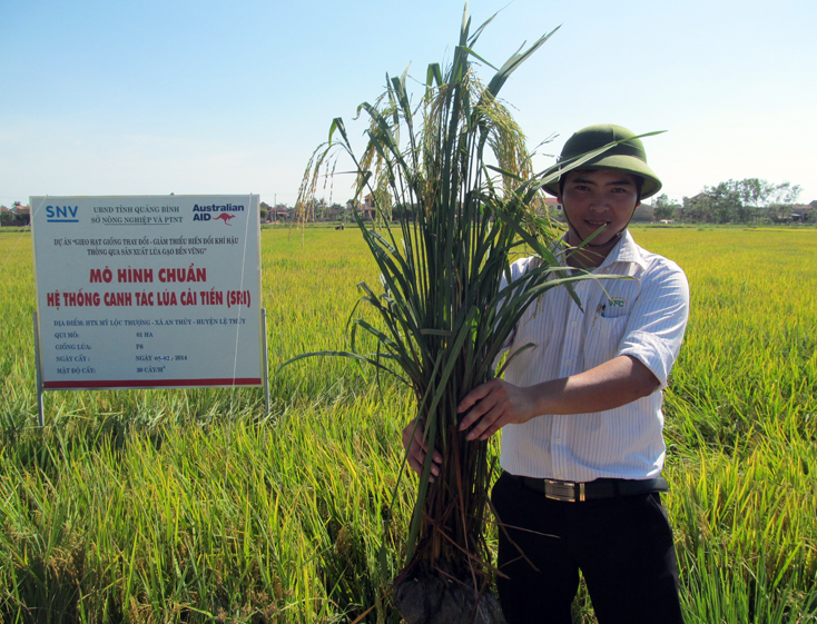 Nhân rộng hệ thống thâm canh lúa cải tiến