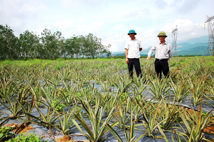 Giải bài toán chuyển đổi cây trồng trên đất cao su