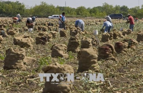 Mỹ giải ngân gói trợ cấp 12 tỷ USD cho nông dân từ cuối tháng 9