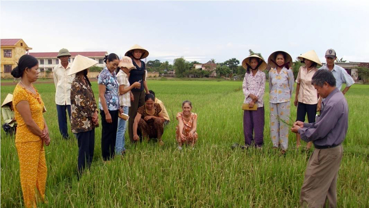Phòng, chống bệnh lùn sọc đen hại lúa hè-thu