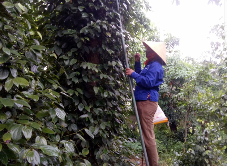 Phụ nữ thị trấn Nông trường Việt Trung: Giúp nhau phát triển kinh tế