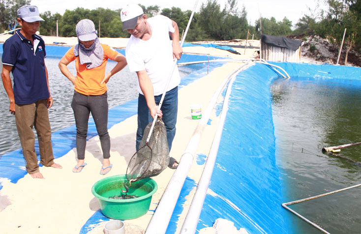 Tiếp tục thực hiện hiệu quả mô hình cá chạch bùn trong ao lót bạt