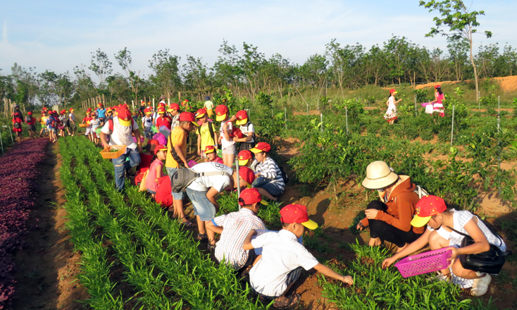 Xây dựng thương hiệu nông sản: Tránh những bước đi nửa vời!