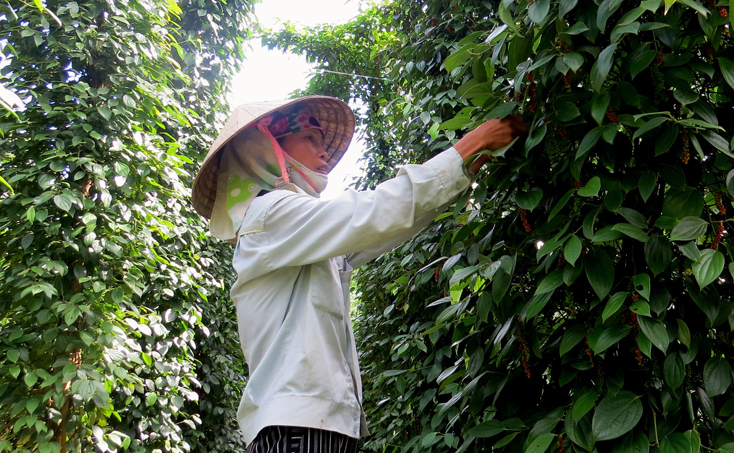 Làm giàu trên vùng đất khó