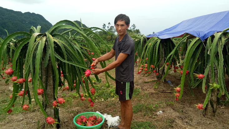 Xã Hóa Hợp: Nhiều hộ dân có thu nhập cao từ cây Thanh Long