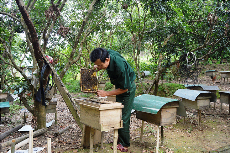 "Thầy" của người nuôi ong mật