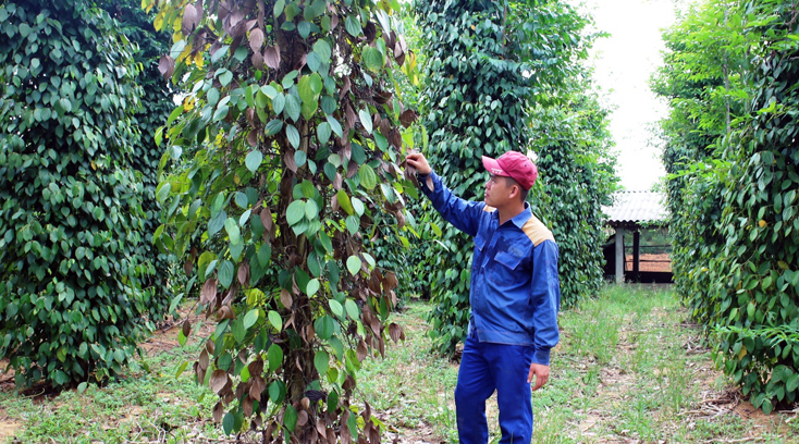 Tăng cường phòng trừ bệnh chết nhanh, chết chậm trên cây hồ tiêu