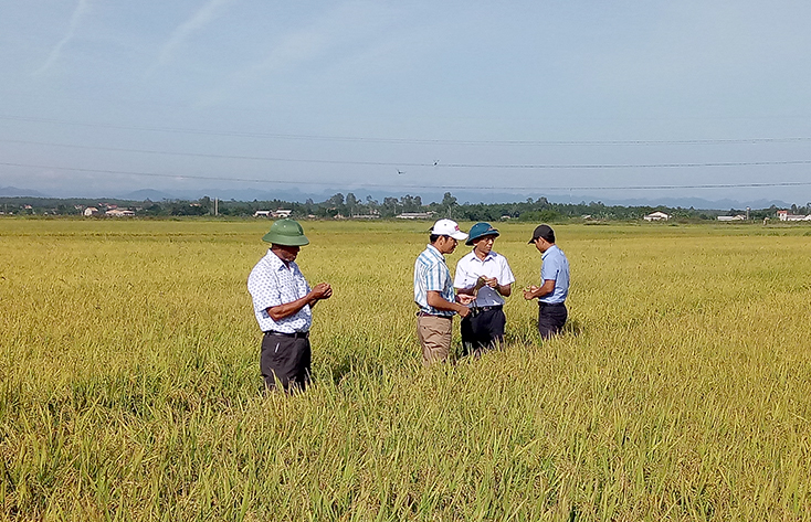Chia sẻ kinh nghiệm mô hình canh tác lúa cải tiến