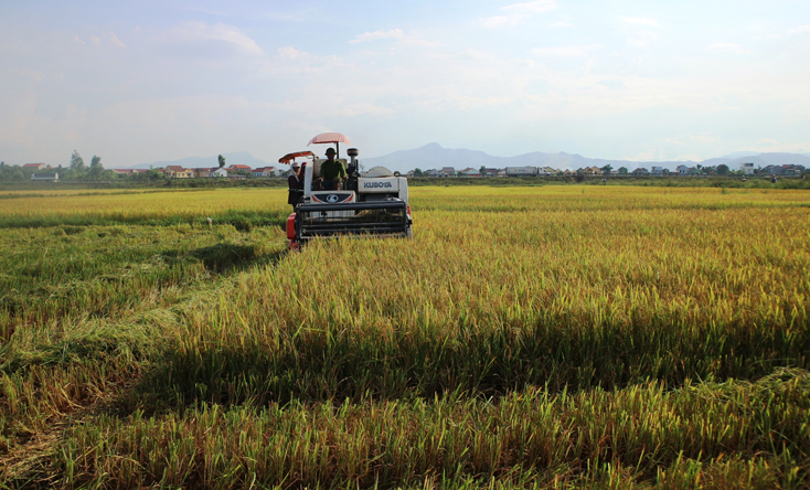 Năng suất lúa hè-thu ước đạt 49,5 tạ/ha