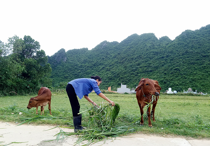 Bố Trạch:  Đẩy mạnh phát triển chăn nuôi bò theo hướng hàng hóa