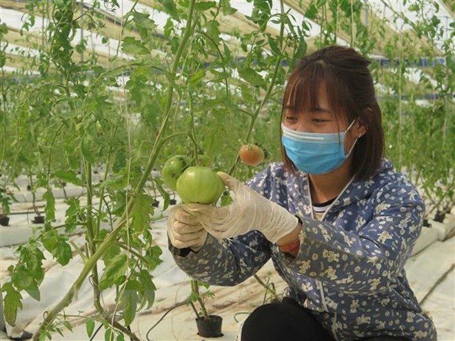 Vì sao việc sản xuất nông nghiệp sạch vẫn còn "chậm lớn"?
