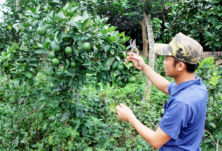Bảo tồn và phát triển giống cây, con bản địa