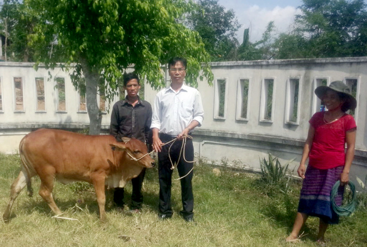 Ủy ban MTTQVN huyện Bố Trạch:  Tiếp nhận, bàn giao 56 con bò giống cho hộ nghèo