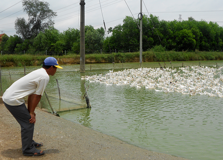 Phát triển chăn nuôi theo hướng trang trại, gia trại