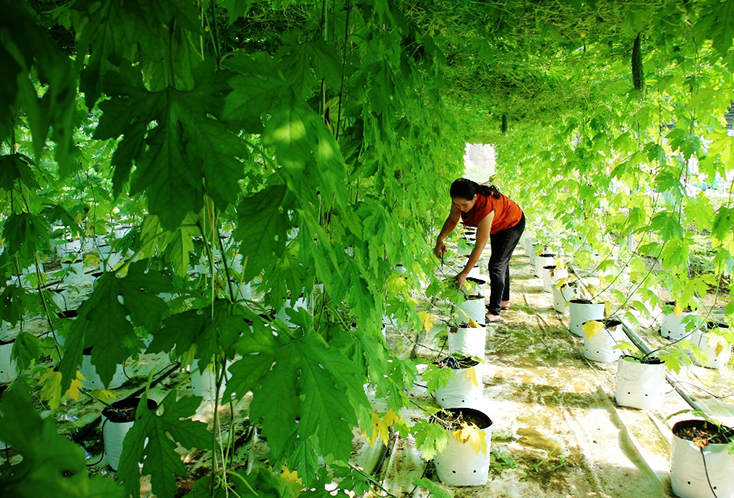 Đột phá trong tái cơ cấu trồng trọt