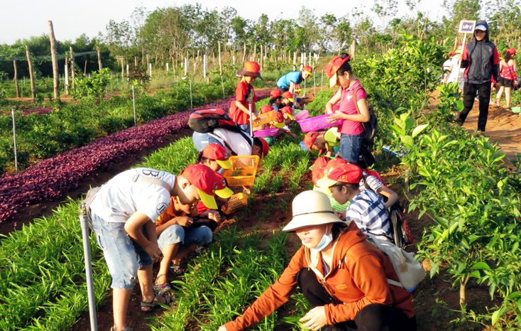 Sản xuất nông nghiệp sạch-hướng đi bền vững!